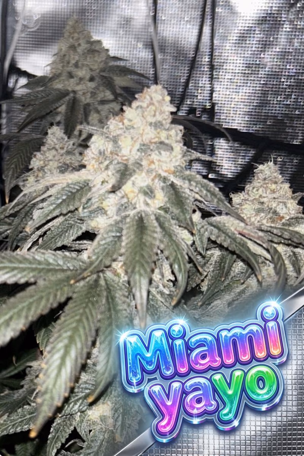 Miami Yayo - Cookies Seedbank