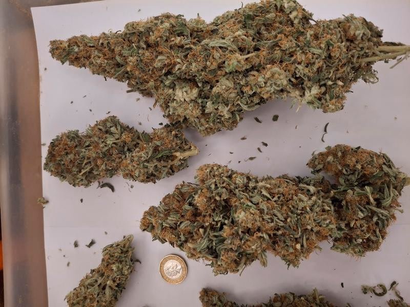 Delicious Strong Super Lemon Haze 7