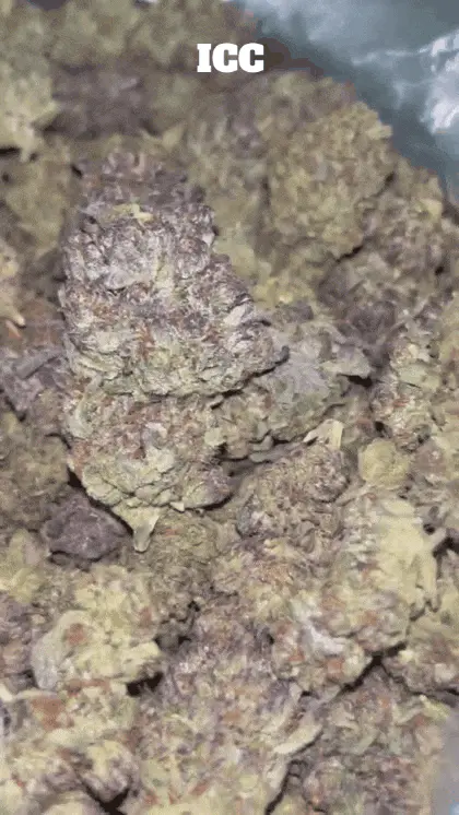 Cali Mids - Loose Import 🇺🇸 6