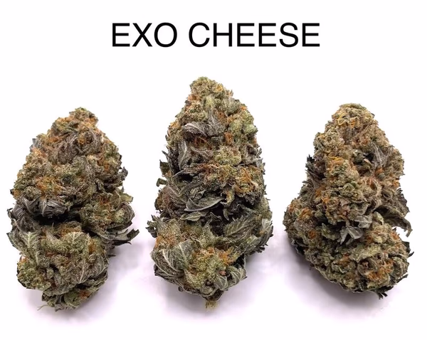 EXODUS CHEESE