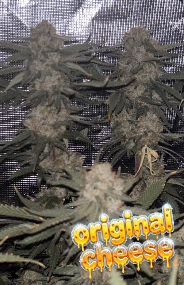 original Cheese - Big Buddha Family Farms — Flower