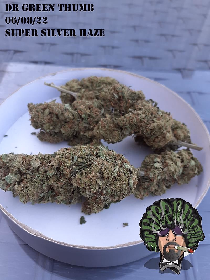 Super Silver Haze Grade A Top Self