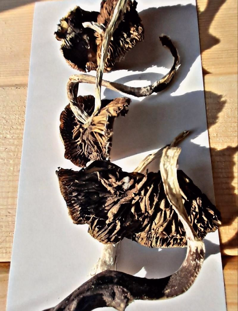 B+ Cubensis dried Shrooms