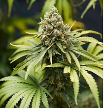 Organic Bruce Banner #3 image