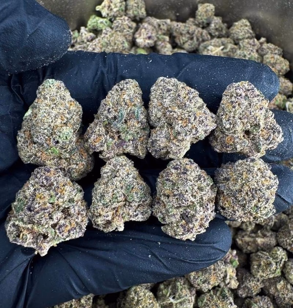 BOLO RUNTZ MEDICAL CANNABIS FREE DELIVERY