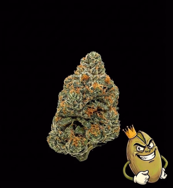 RS11 DOJA GENETICS - TOPSHELF £140 A Z image