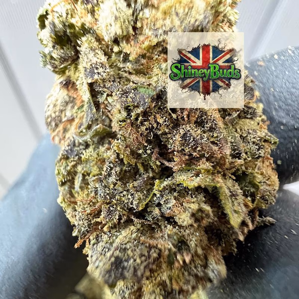 🇬🇧 Cherry Fade