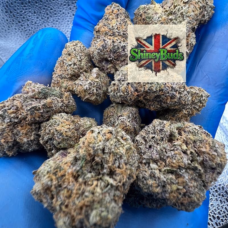 🇺🇸 Zoza WIZARD TREES 2