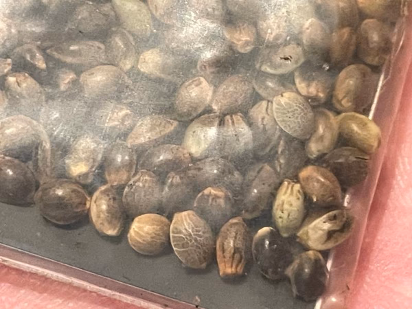 THAI LANDRACE SEEDS