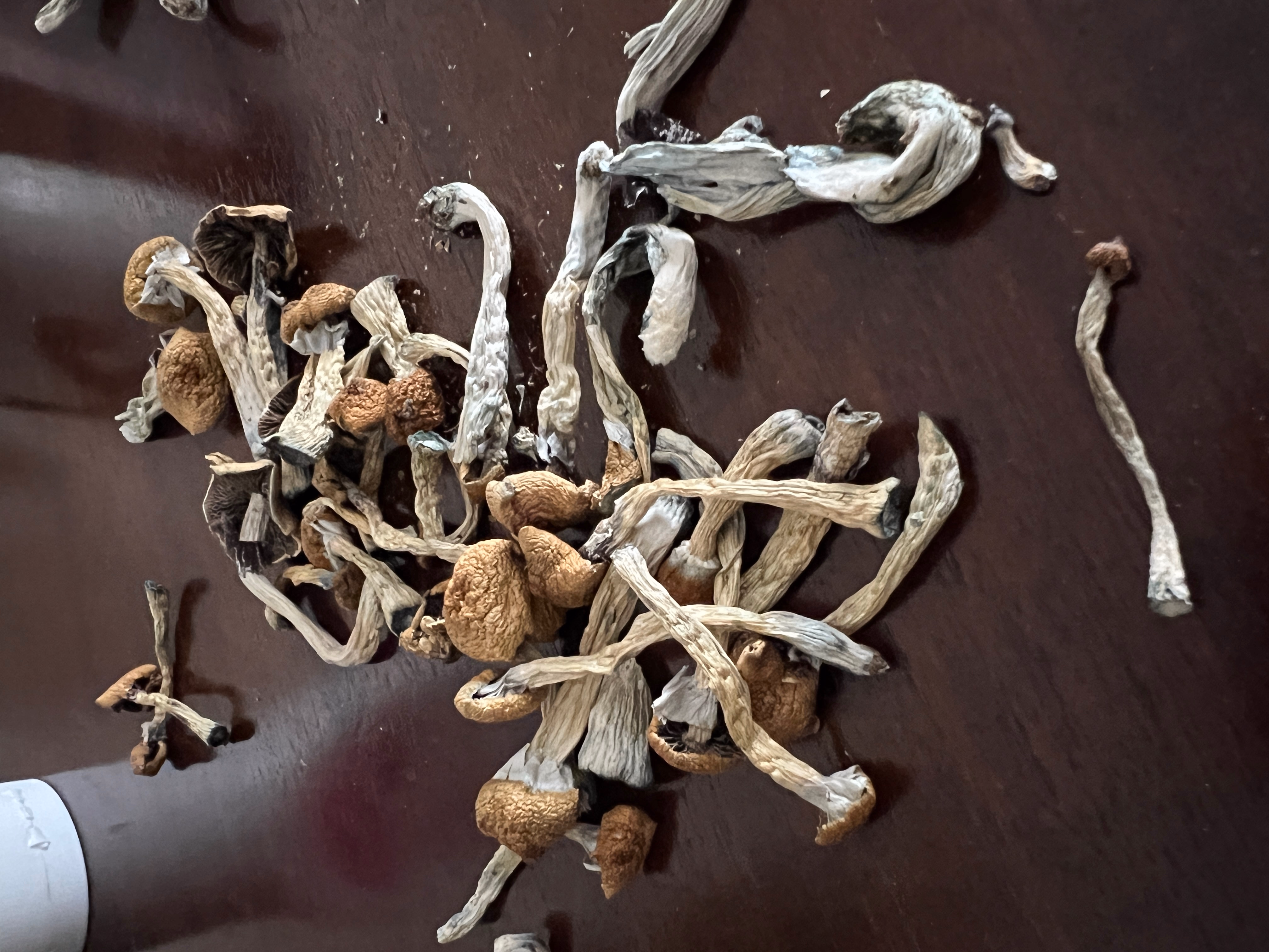 Magic Mushrooms: Stargazer