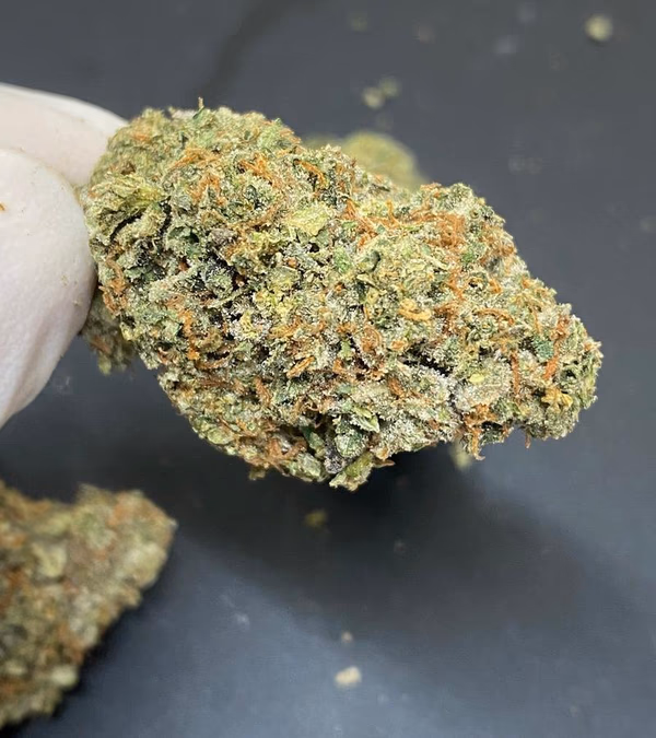 Britscotti - Boutique UK Grown - Top Shelf Hydroponics