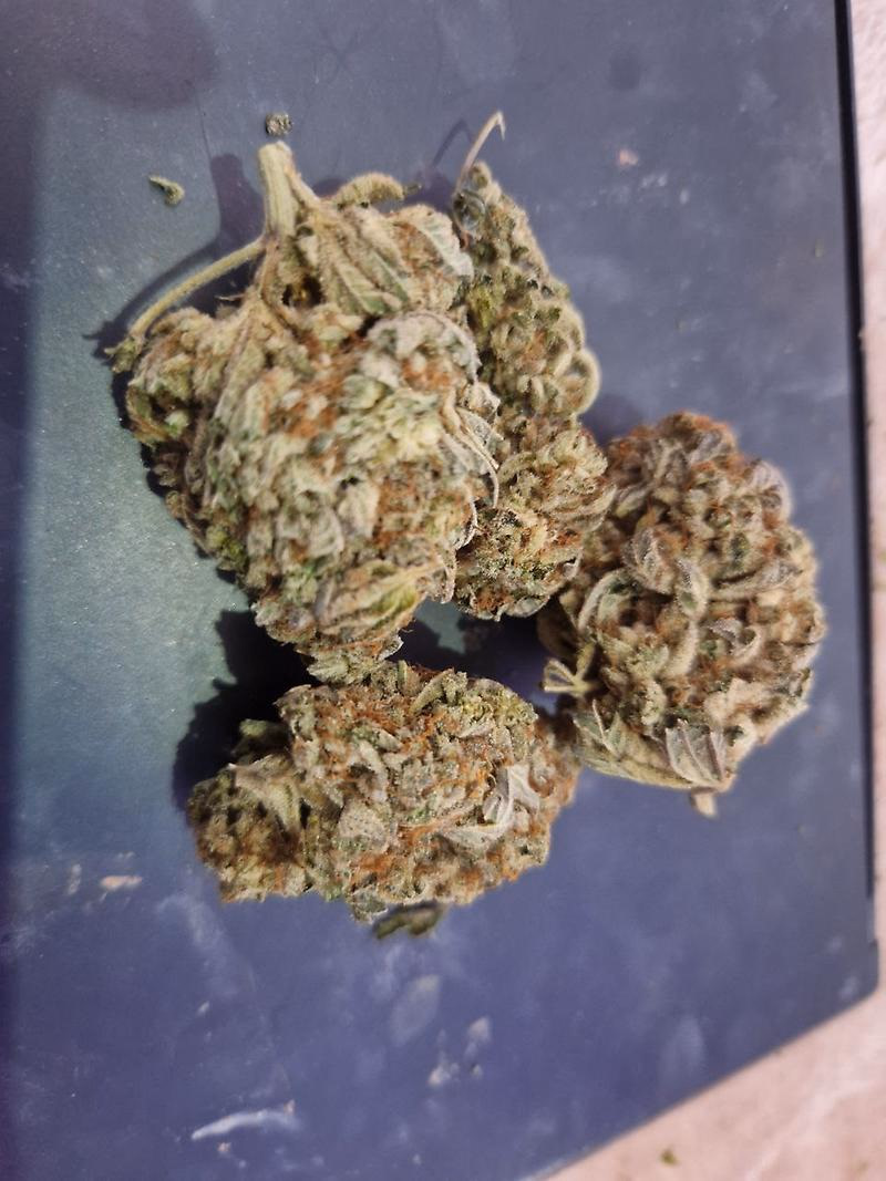 Stardawg Oz's 2