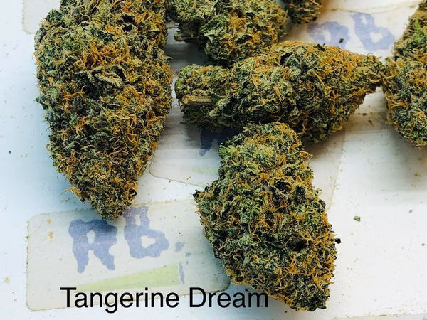 TANGERINE DREAM