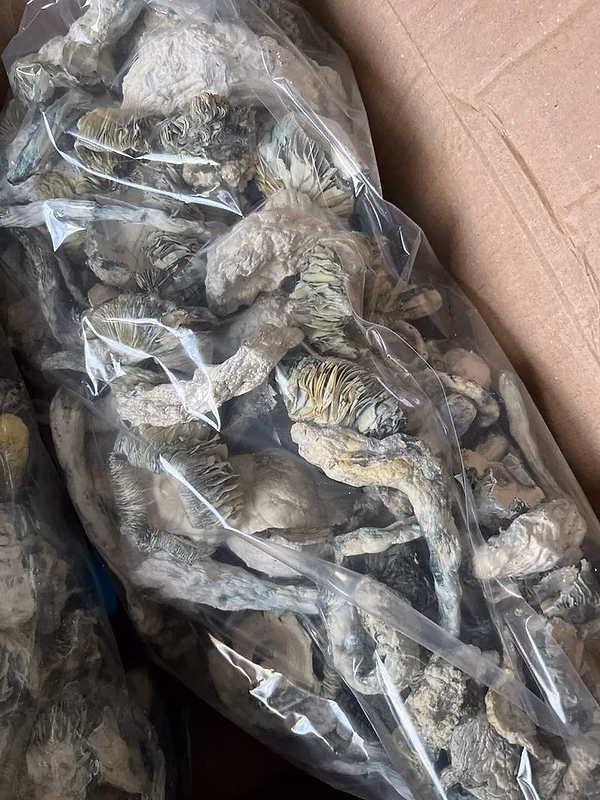 Mushies