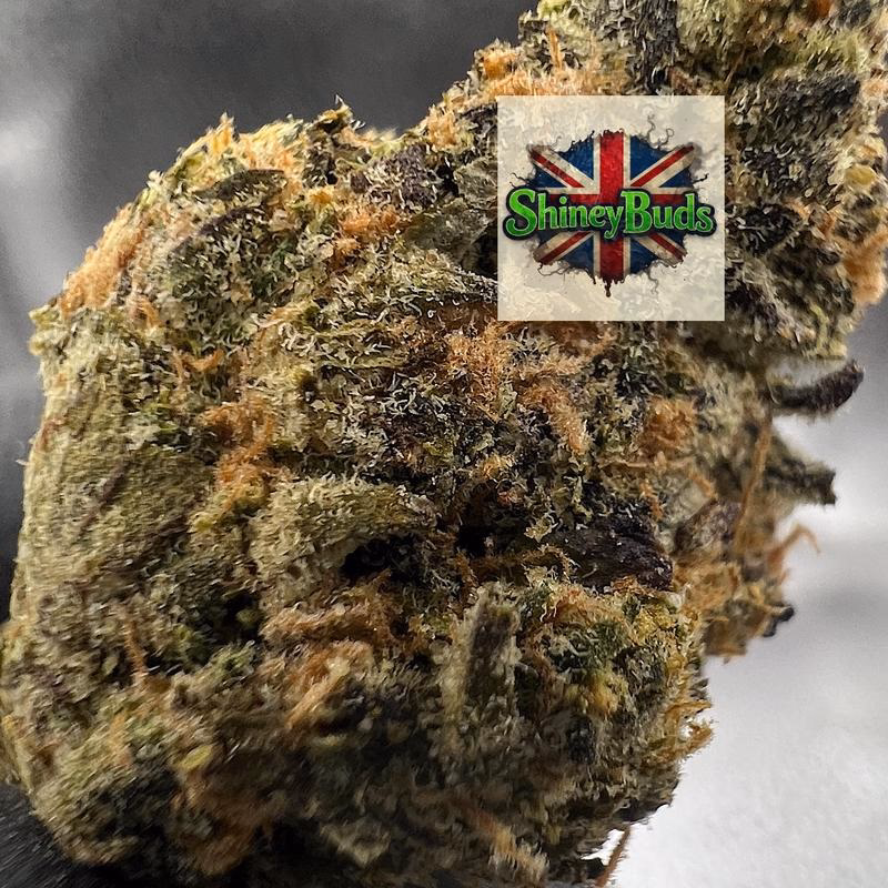 🇺🇸 Brainwash CONNECTED CANNABIS 2