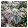 Ukgrower2