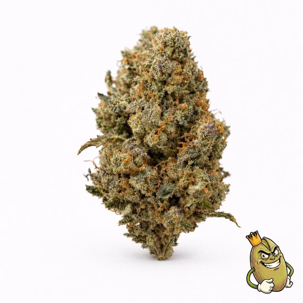 SUNSET SHERBET - TOPSHELF 135 LIBER ZA UNCI