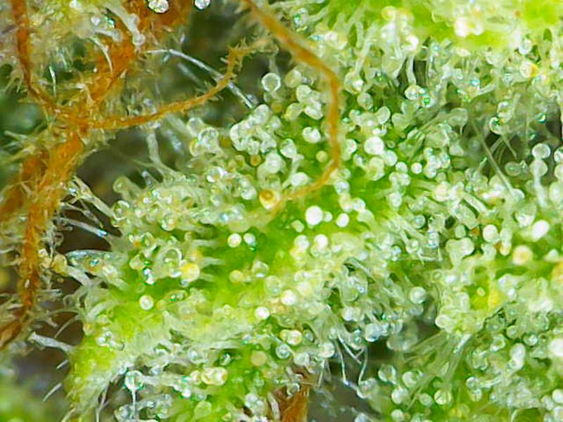 Grade A, Top Shelf, Super Lemon Haze 6