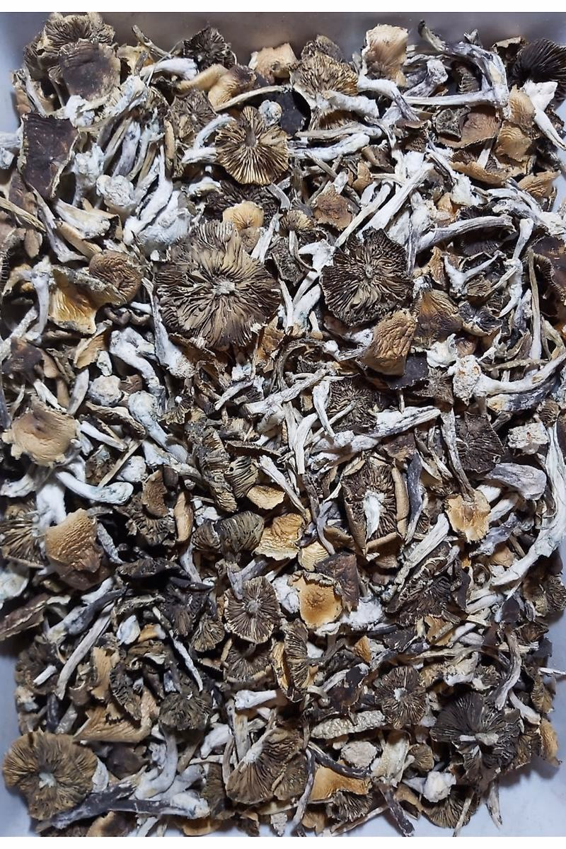 Treasure Coast Cubensis