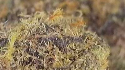 Review image 6