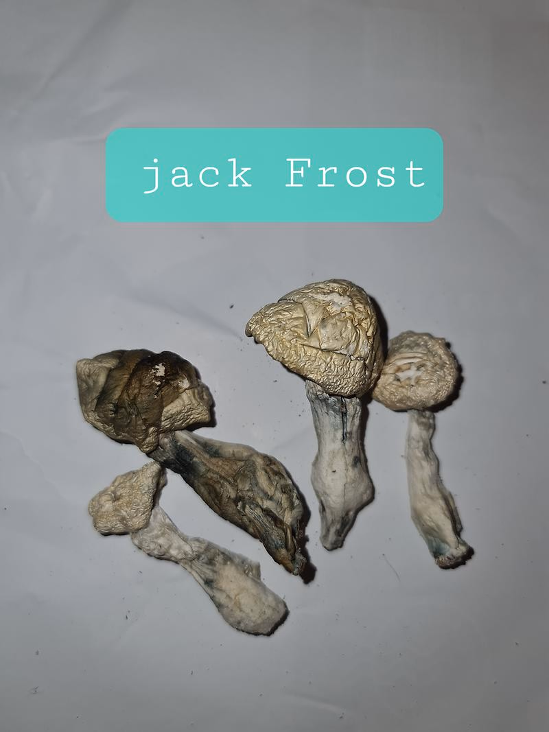 Magic Mushrooms
