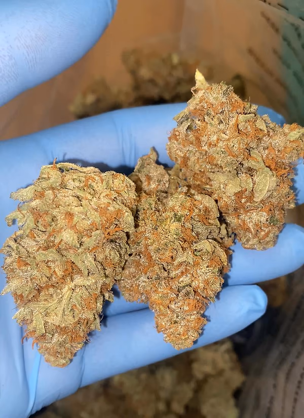 10/10 StarDawg