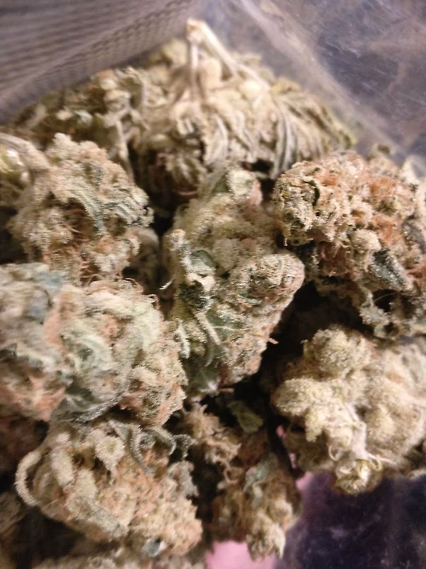 Critical Kush