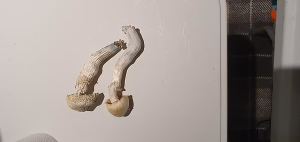 Melmac Penis Envy — Psychedelics