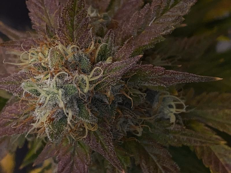 BigJuice Crisp Apple / Cali Genetics (Top-Shelf) 2