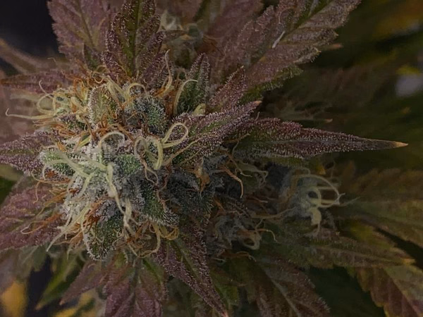 BigJuice Crisp Apple / Cali Genetics (Top-Shelf) alternate