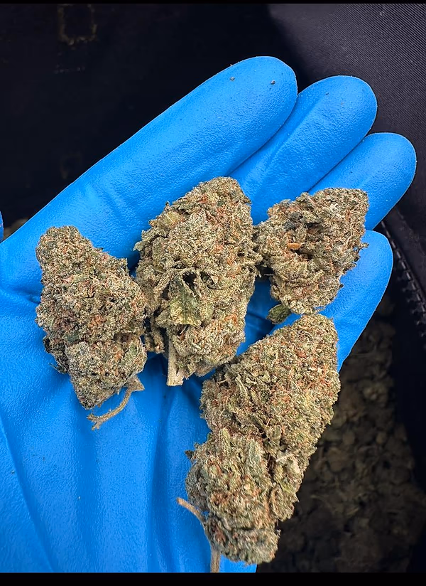 Blue Sunset Sherbet