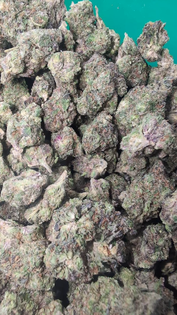 RAMBO EXOTICS - 10/10 BUD 🔥🔥🔥