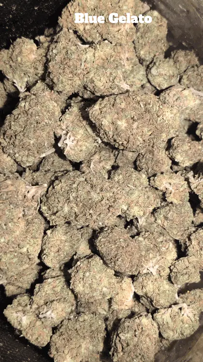 Cali Mids - Luźny import 🇺🇸