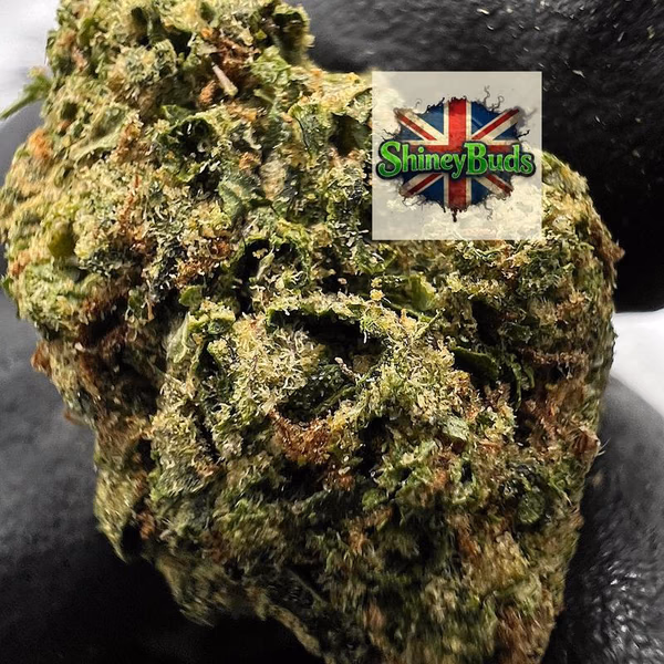🇺🇸 Lemon Cherrylato (Mids)
