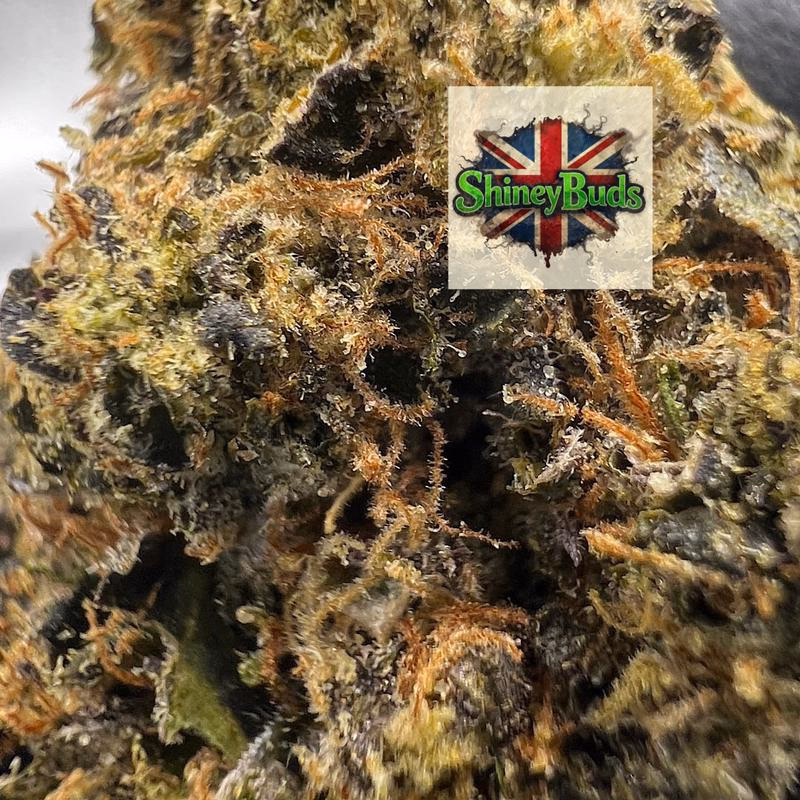 🇺🇸 Triple Lindy TEDS BUDS 2
