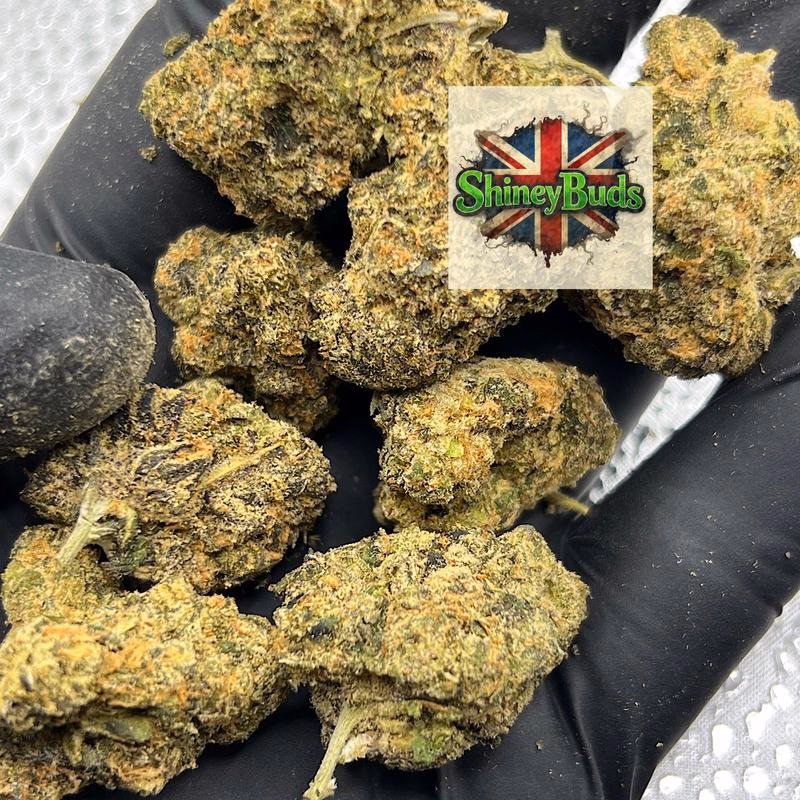 🇺🇸 Mystical Gelato 2